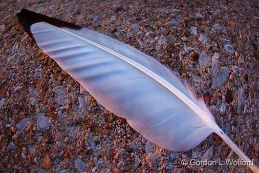 Feather On A Dock At Dawn_04145.jpg - Photographed near Orillia, Ontario, Canada.